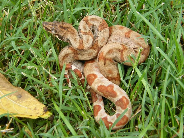 CAB Female Hypo 68