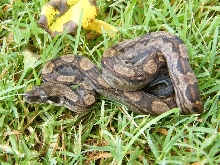 CAB Male Motley 47
