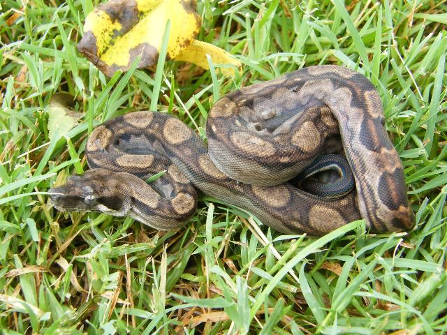 CAB Male Motley 47