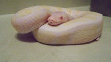 jolliff female snow