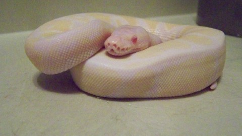 jolliff female snow