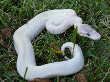 Super Mojave