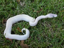 Super Mojave