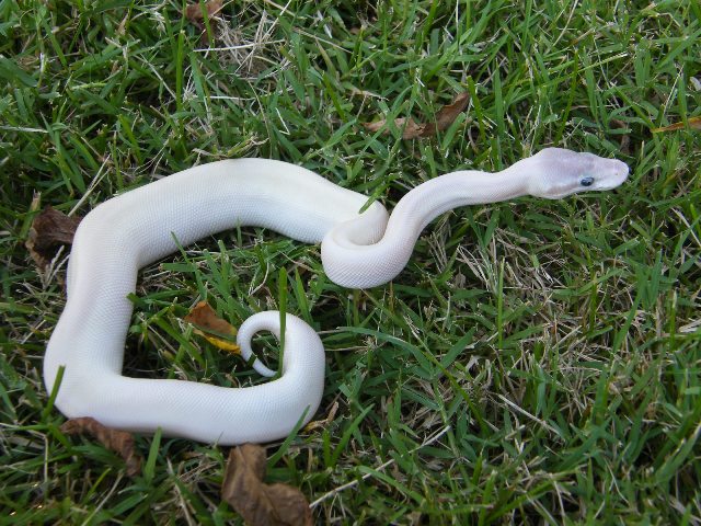 Super Mojave