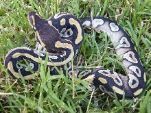 Mojave