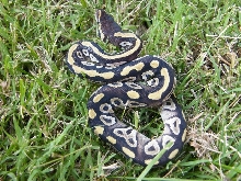 Mojave