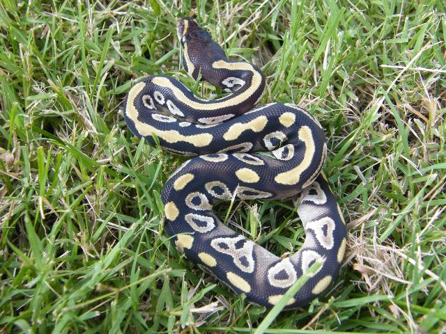 Mojave