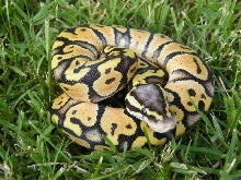 Super Pastel