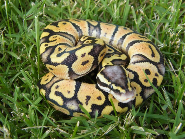 Super Pastel
