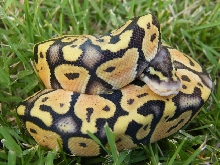 Super Pastel