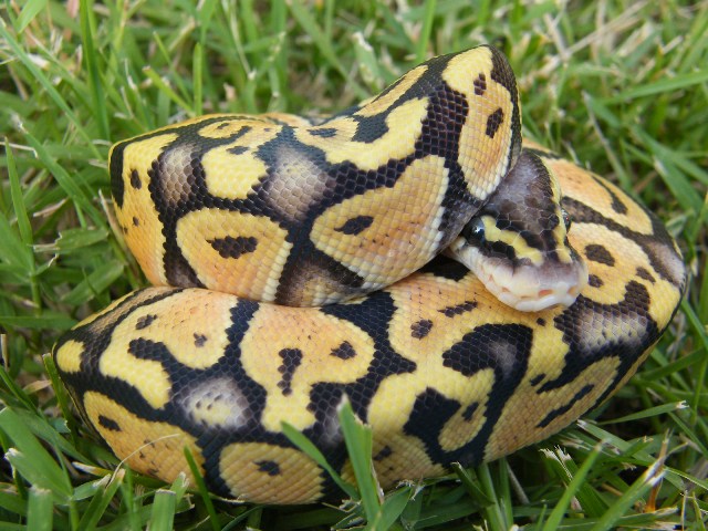 Super Pastel