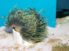 Saltwater - Austin Aquariums