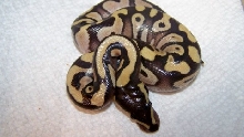 aberrant banded mojave