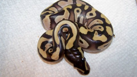 aberrant banded mojave
