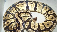 adlt fm pastel