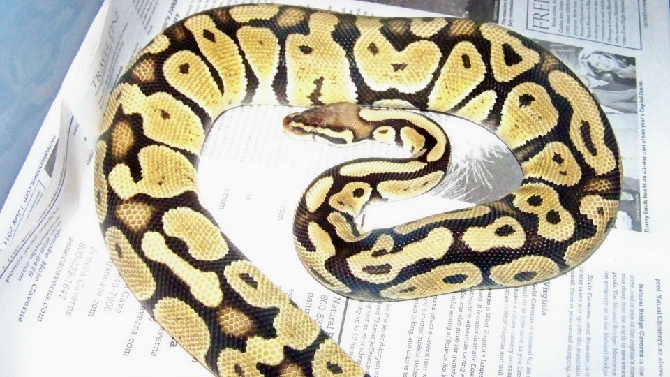 adfm pastel