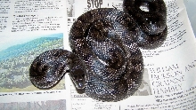 adult female black rat