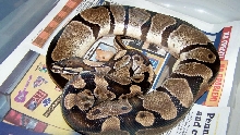 2005 male axanthic het snow