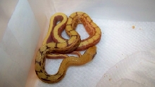 albino chinese beauty