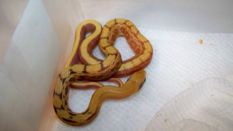 albino chinese beauty
