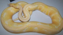 breeder albino male