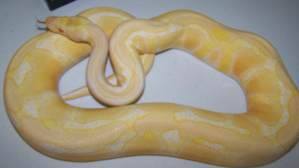breeder albino male