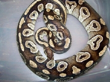 adult female mojave