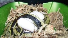 chinese beauty with eggs