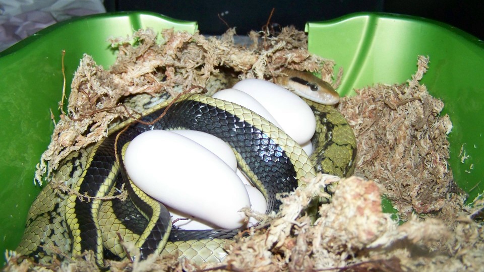 chinese beauty with eggs