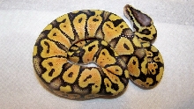 gorgeous super pastel