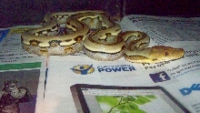 gs retic