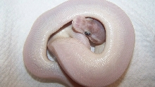hatchling male super mojo
