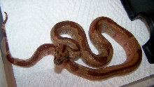 hypo motley