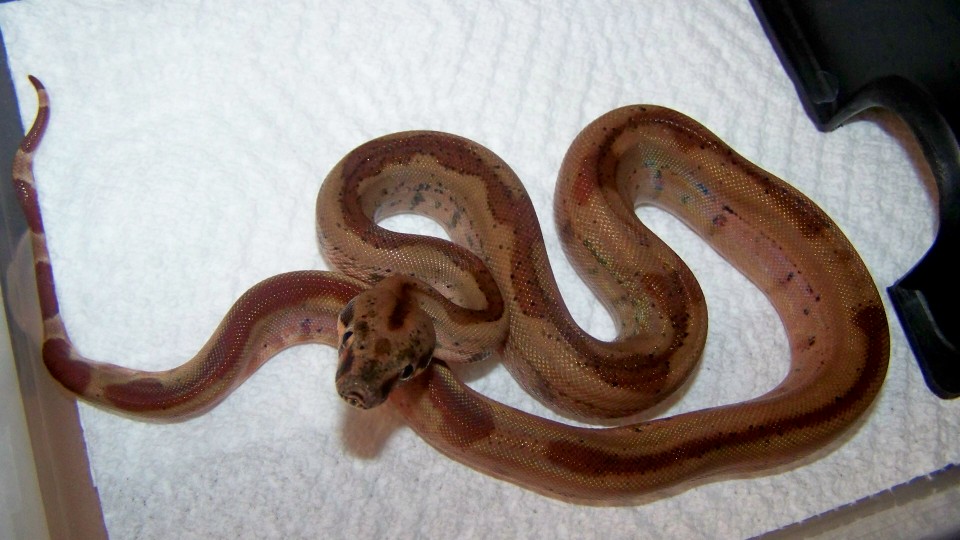 hypo motley