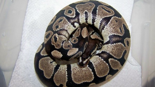 male jolliff axan