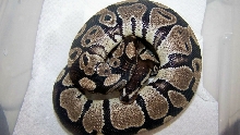 male jolliff axan