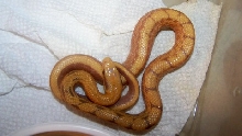 male albino chinese beauty 2012