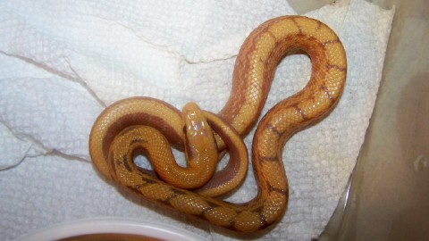 male albino chinese beauty 2012