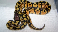 male p jungle