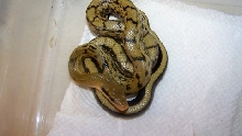 male beauty possible dousle het albino calico