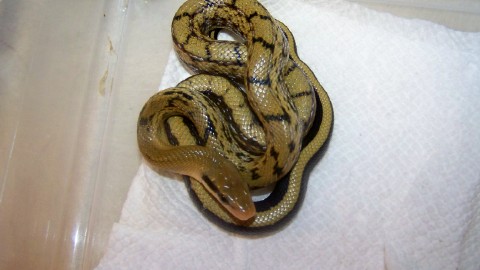 male beauty possible dousle het albino calico