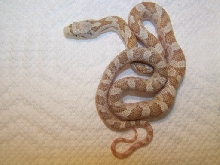 new morph
