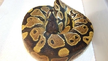 new pic fm het axan