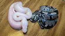 snow and axanthic