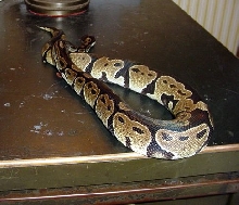 billy on table