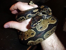 billy_2