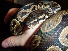 Just shed 4/5/03