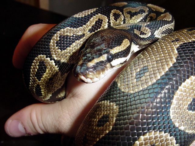 Just shed 4/5/03