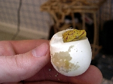 GTPegg