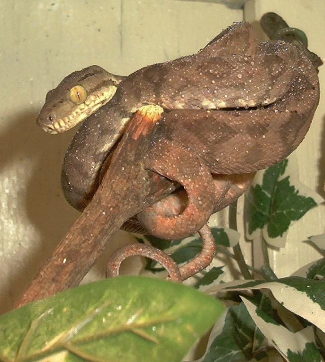 Kaa